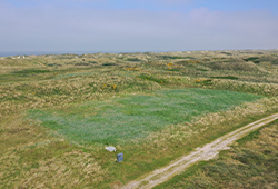 Dronefoto af klitområde. Et rektangulært område har bevoksningen en lidt mørkere farve.